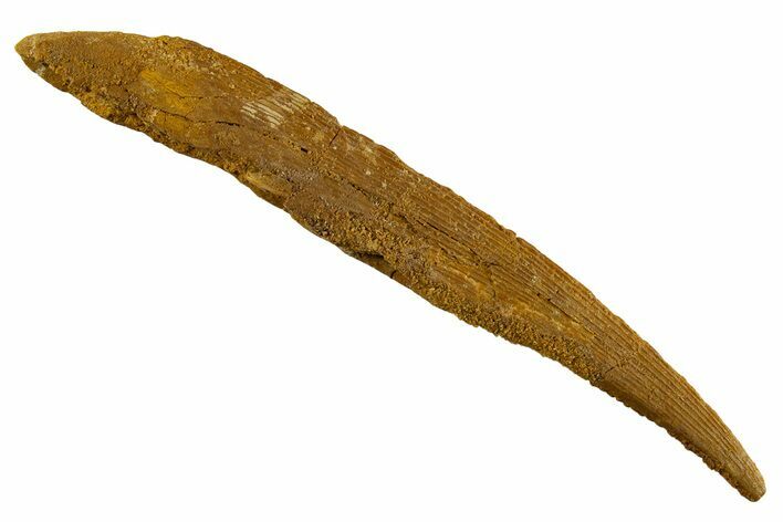 Fossil Shark (Hybodus) Dorsal Spine - Kem Kem Beds, Morocco #329271